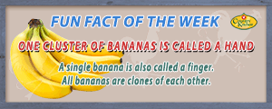 A single banana is also called a finger and all bananas are clones of each other