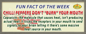 Capsacin tricks your brain to think there's massive heat source in your mouth