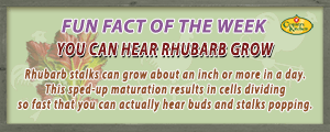 Rhubarb stalks can grow about an inch or more a day and you can hear the stalks popping
